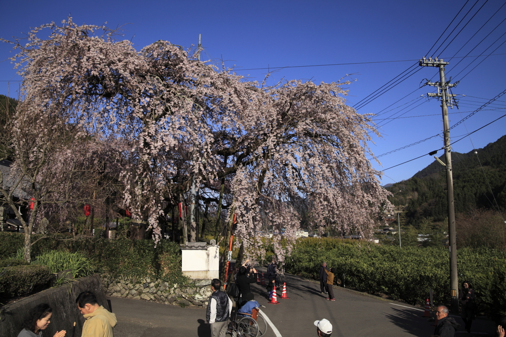 春空も下で