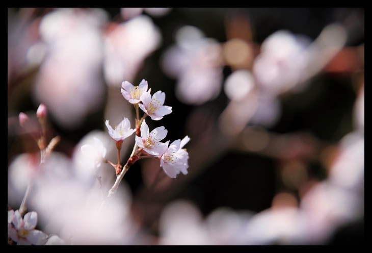 sakura