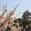 妙見山の桜2012