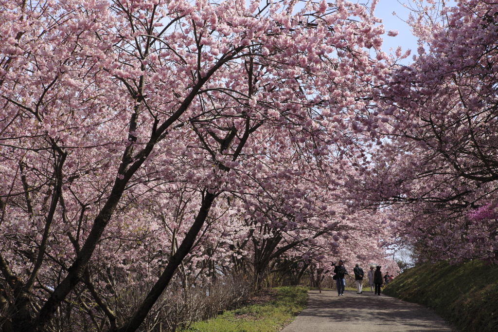 桜坂