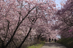 桜坂