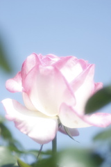 rose2