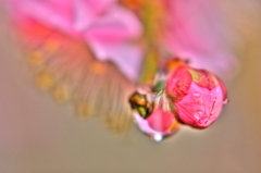 蕾