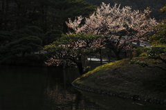 庭園の春