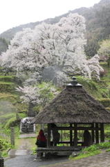 千年桜