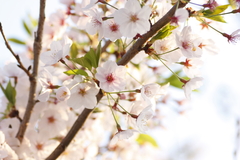 葉桜
