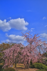 枝垂れ桜