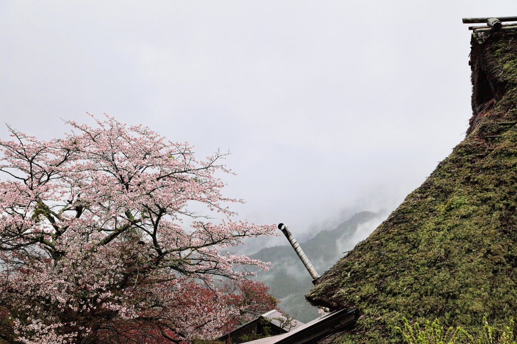 三多気の桜Ⅱ