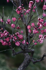 梅の花