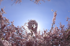 太陽を背に