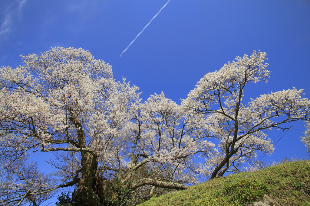 千年桜