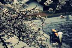 里山に咲く