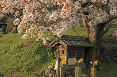 北地蔵桜