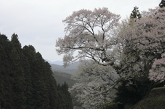 仏隆寺の桜2012