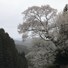 仏隆寺の桜2012