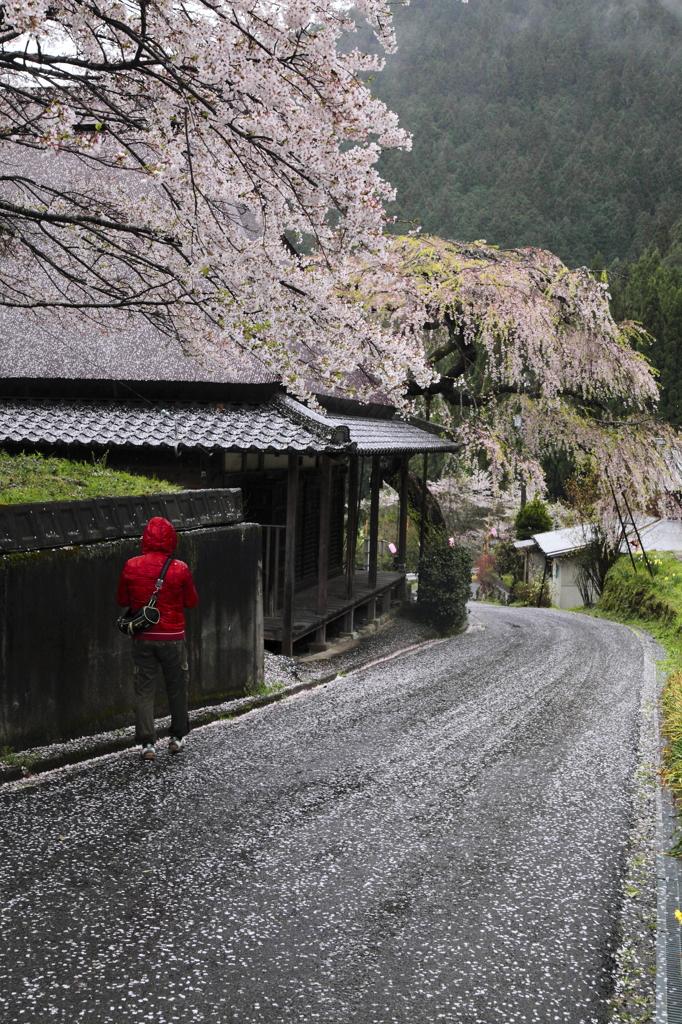 桜道