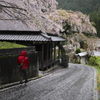 桜道