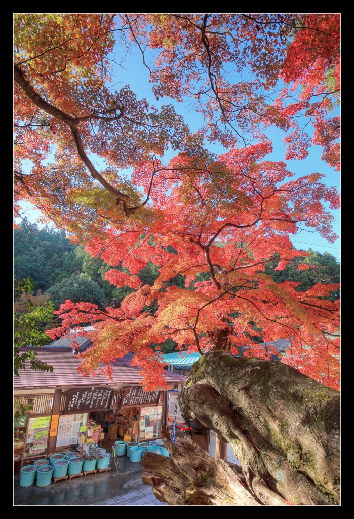 大窪寺　紅葉