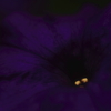 DARK