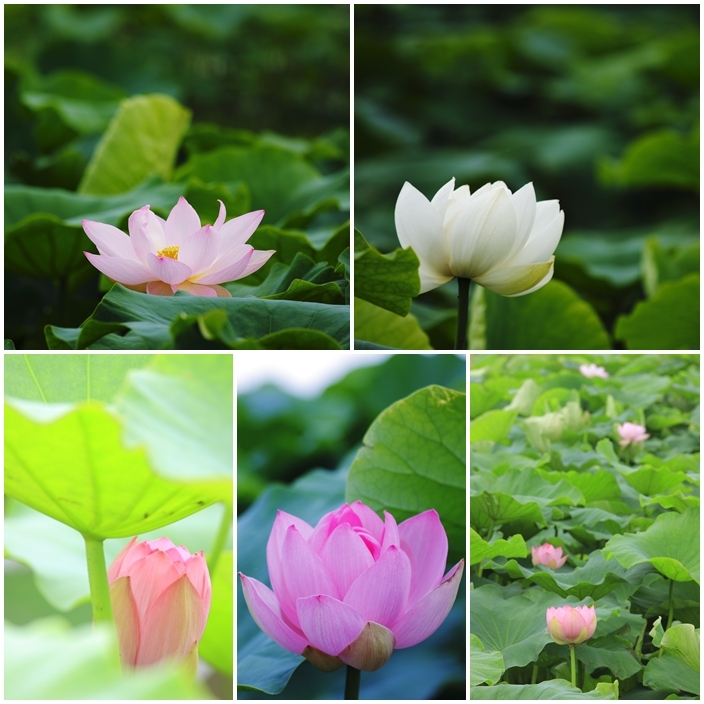 蓮の花