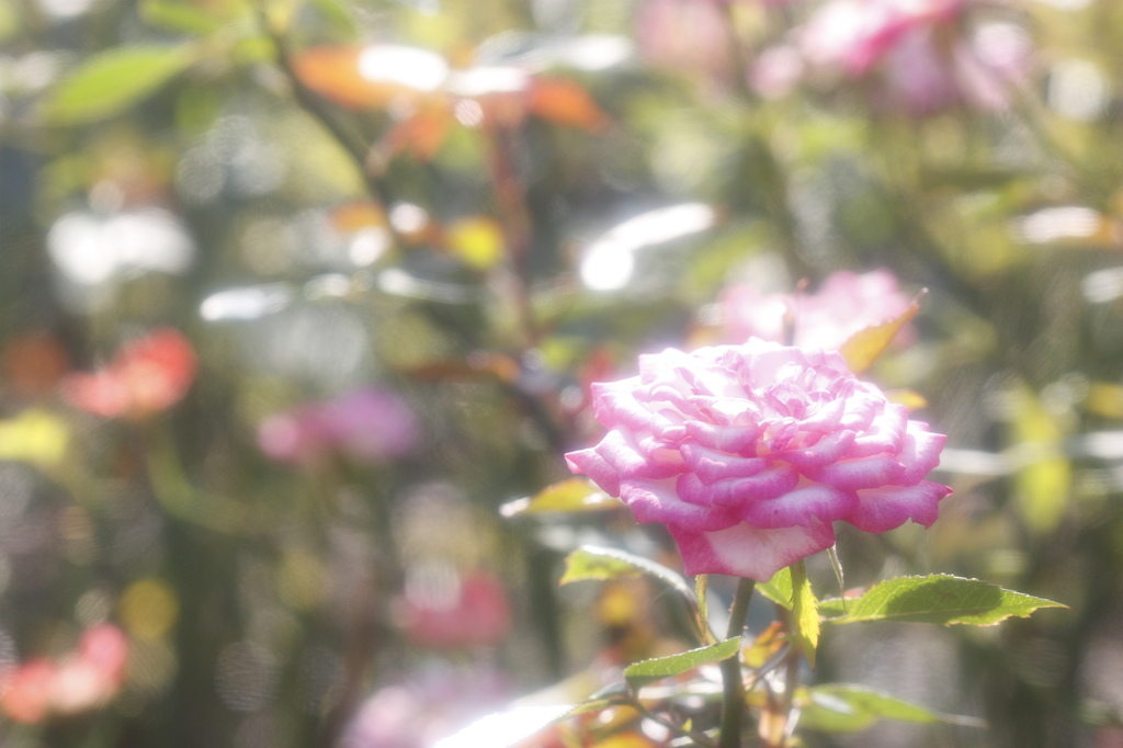 rose