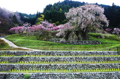 又兵衛桜