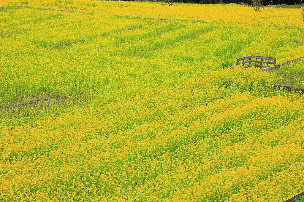 菜の花畑