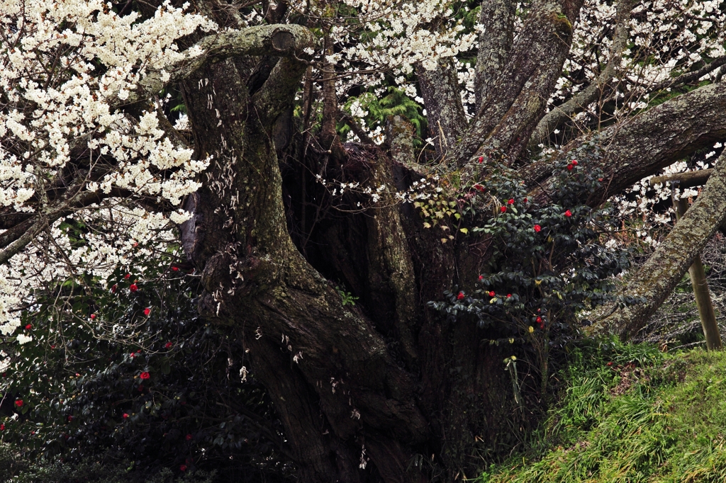 千年桜