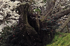 千年桜
