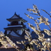 高知城と桜