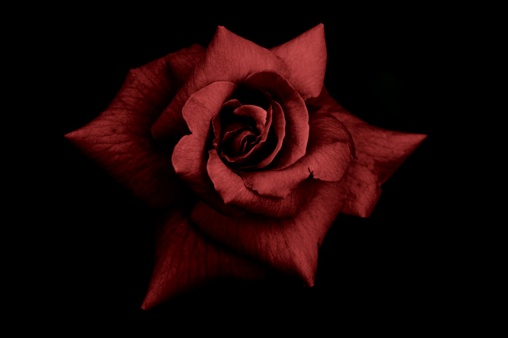 Red rose