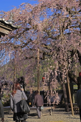 枝垂れ桜