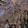 枝垂れ桜