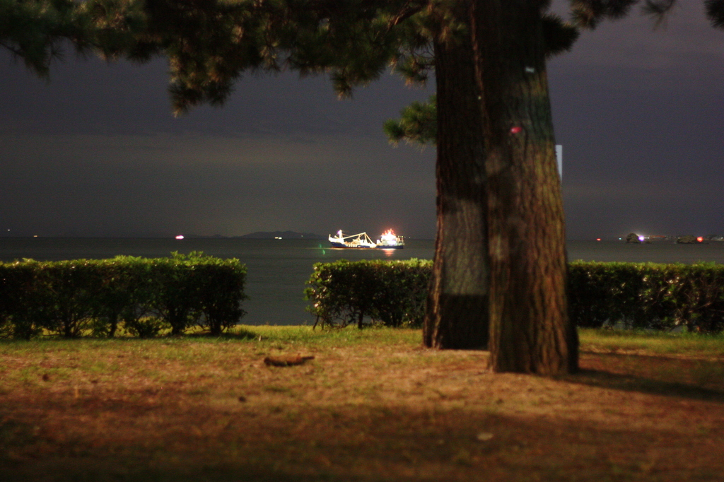 夜の海岸