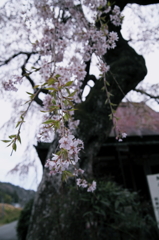 西光寺3
