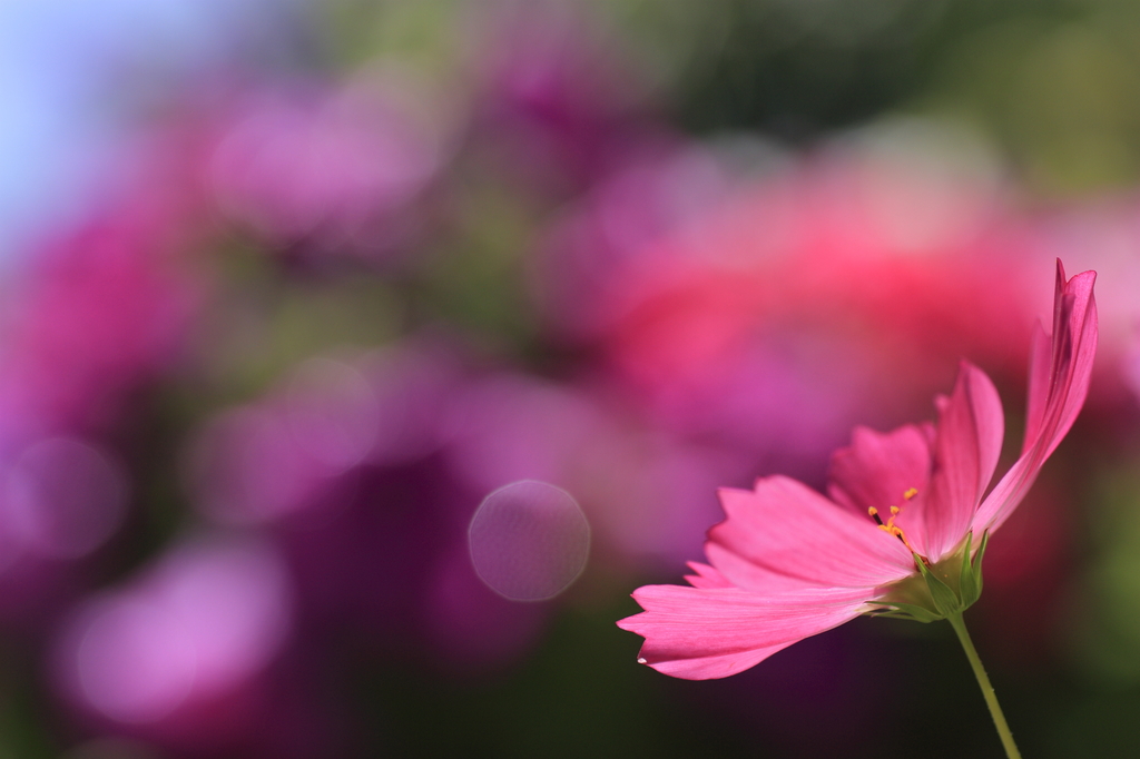 秋桜、初夏を感じて