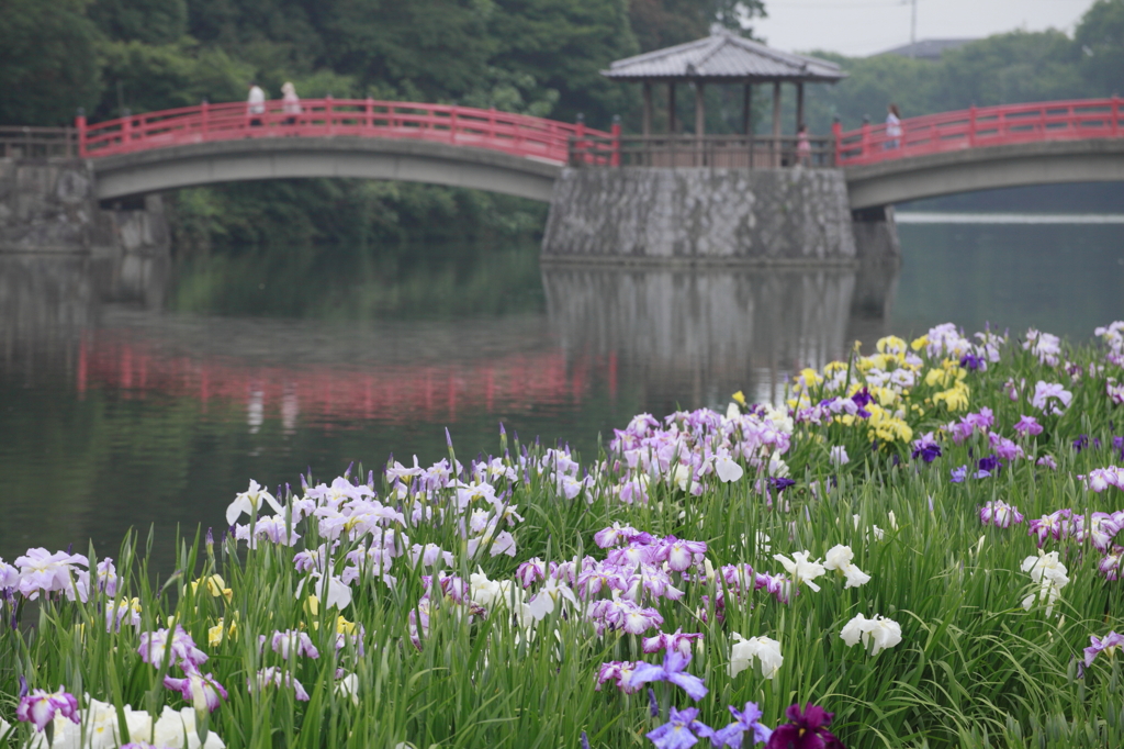 花しょうぶの里