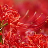 紅
