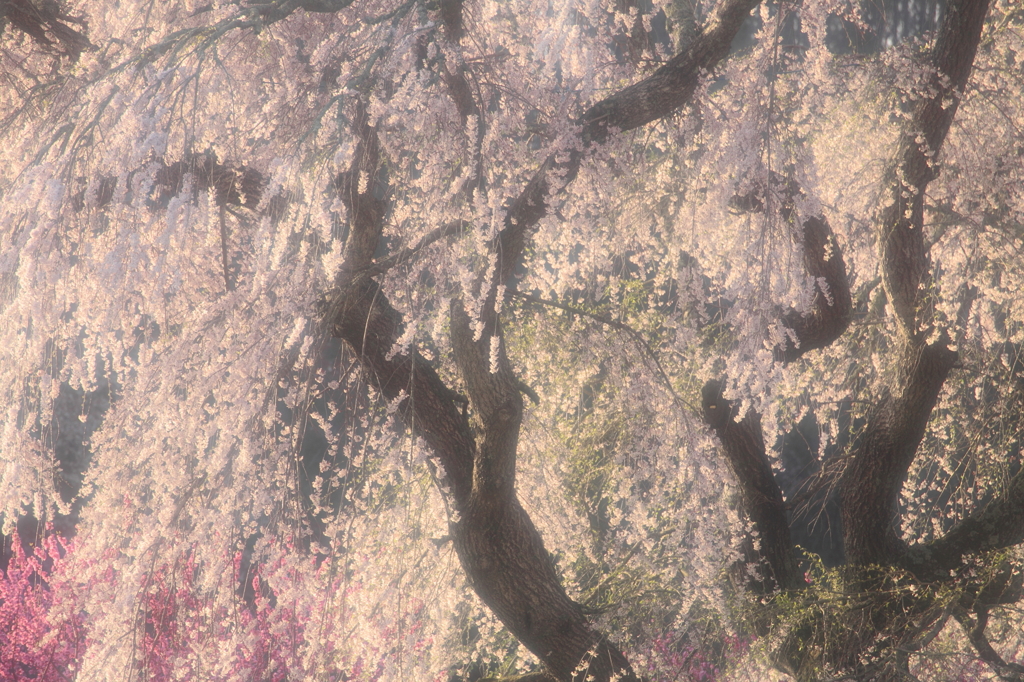 滝桜