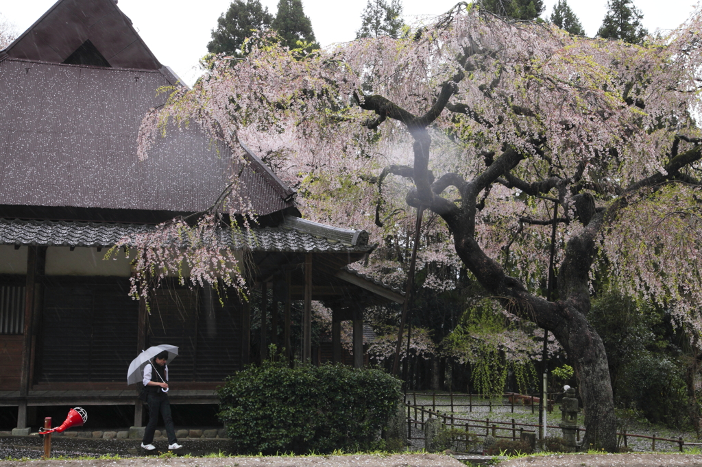 西光寺の桜2012