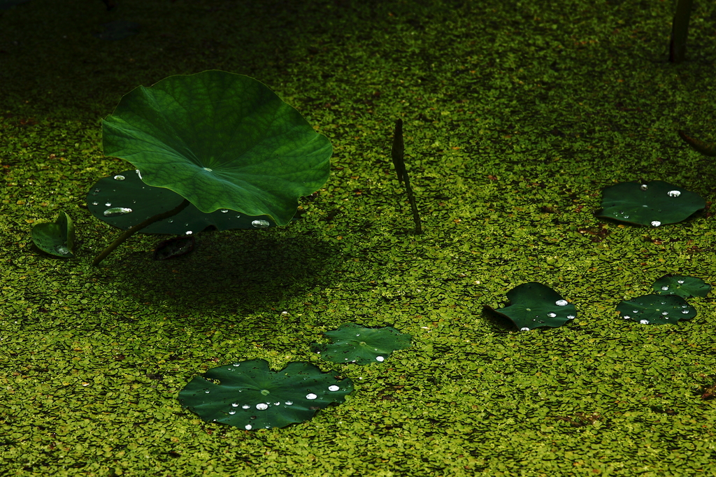 green world