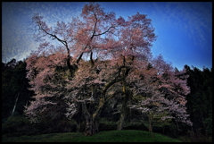 吉良のエドヒガン桜