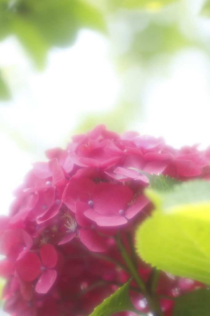 初夏を見上げて