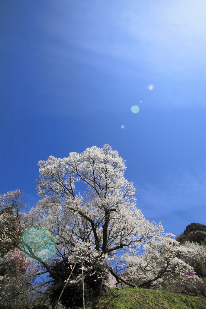千年桜Ⅱ