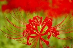 彼岸花