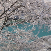 美濃田の春Ⅱ