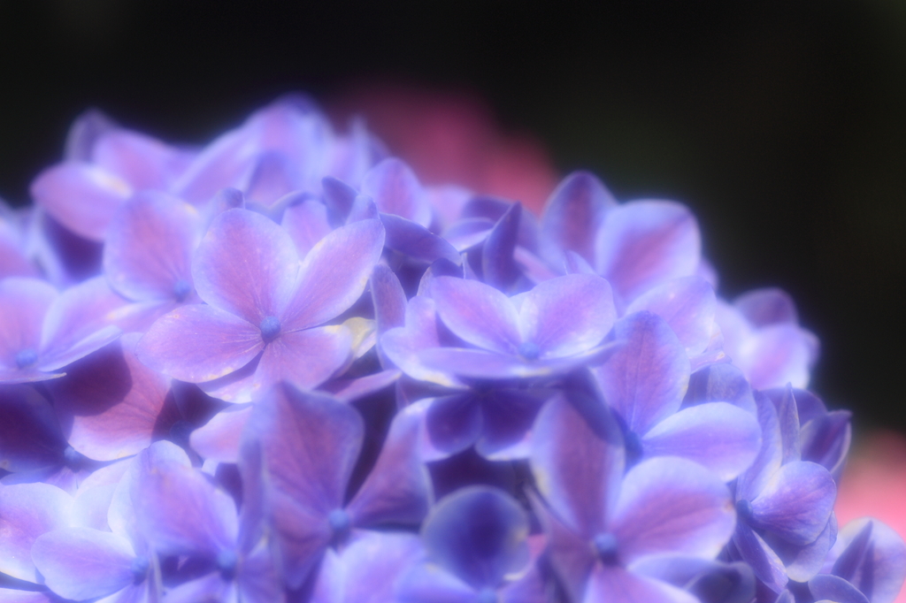 紫陽花の輝き