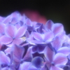 紫陽花の輝き