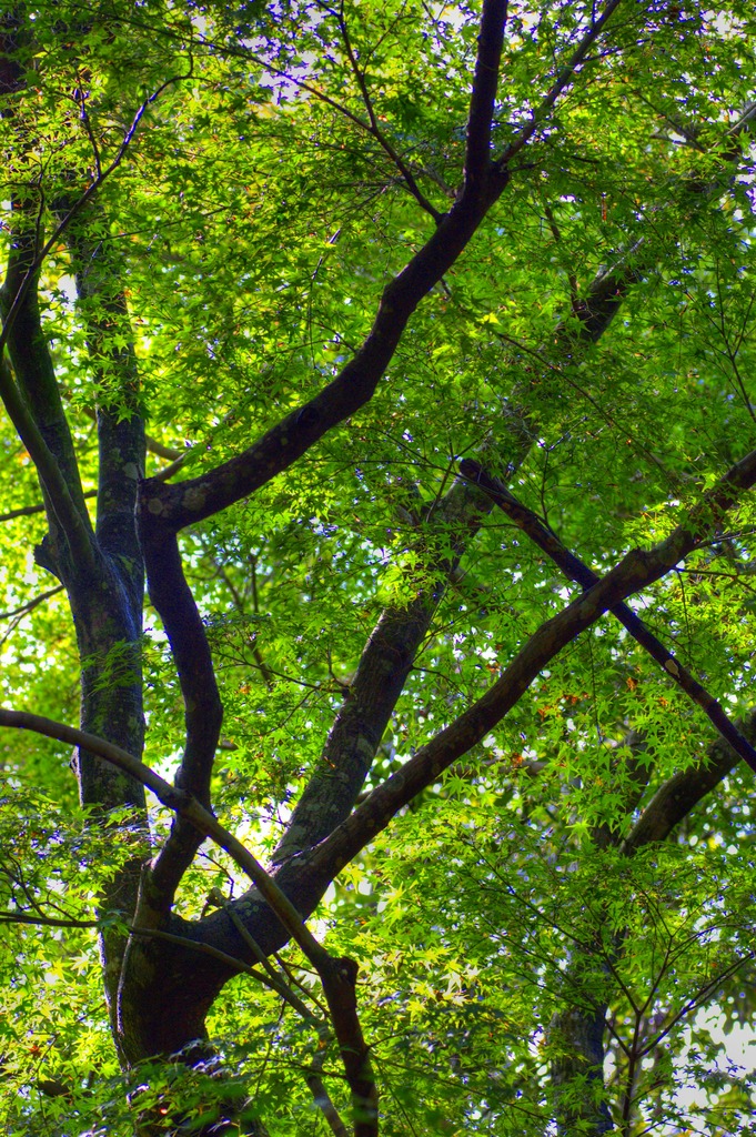 GREEN　MOMIJI
