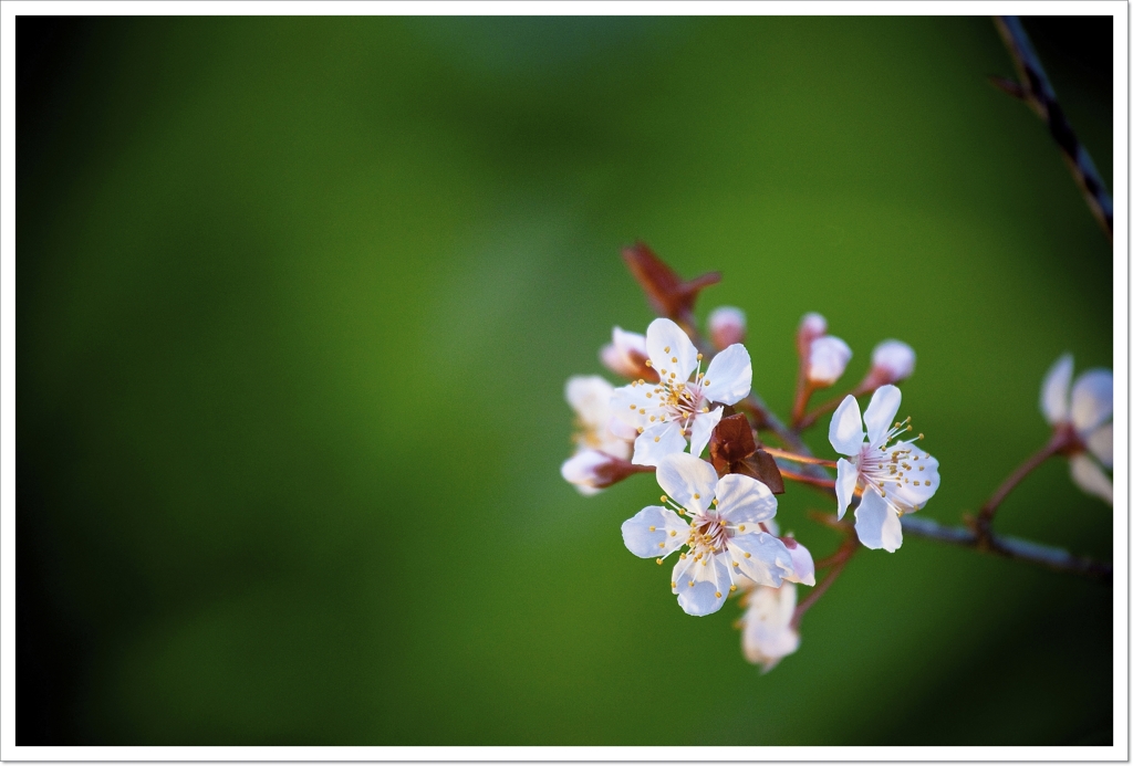 寒桜